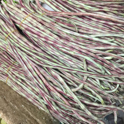 CYBEXIS Hybrid Color Long Bean Seeds-100 Seeds Seed(100 per packet)