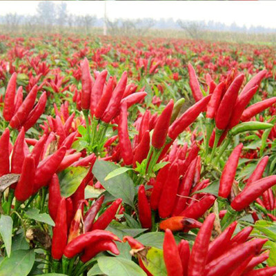 CYBEXIS Red Hot Chilli Pepper Seeds600 Seeds Seed(600 per packet)