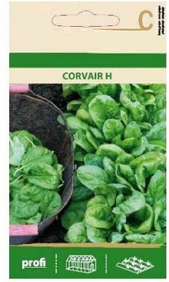 CYBEXIS Spinach Corvair H Seeds2000 Seeds Seed(2000 per packet)