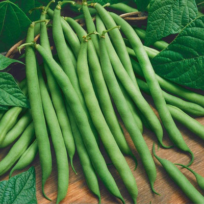 CYBEXIS Green Bush Bean Seeds-100 Seeds Seed(100 per packet)