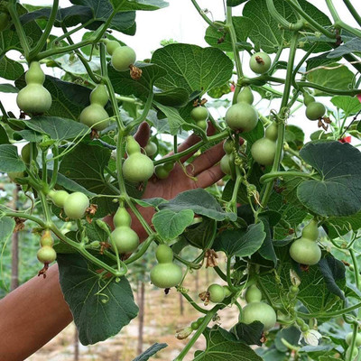 Qualtivate ™ Mini Hand Bottle Gourd Seeds Seed(250 per packet)