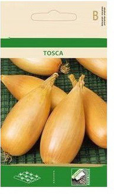 CYBEXIS Onion TOSCA Seeds-500 Seeds Seed(500 per packet)