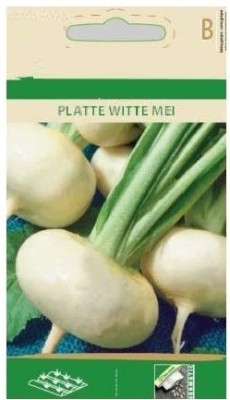 CYBEXIS Turnip Platte Witte mei, Early, White Seeds-250 Seeds Seed(250 per packet)