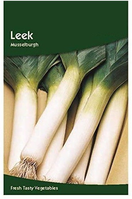 CYBEXIS Leek Musselburgh Seeds2000 Seeds Seed(2000 per packet)