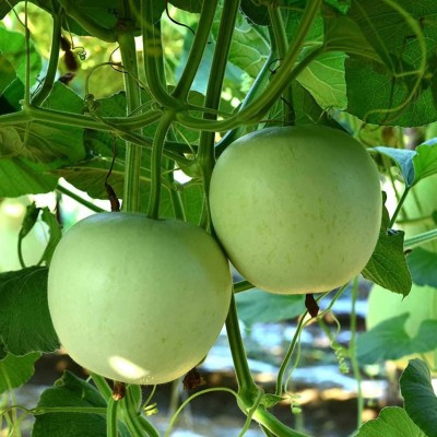 CYBEXIS Round Gourd Seeds400 Seeds Seed(400 per packet)