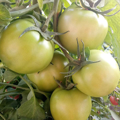 CYBEXIS Beefsteak Chocolate Large Tomato Organic Seeds2000 Seeds Seed(2000 per packet)