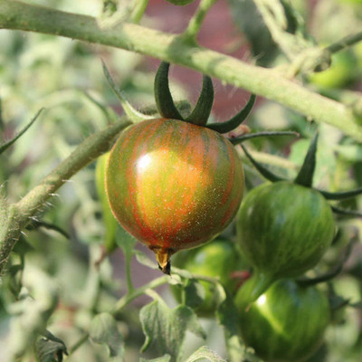 CYBEXIS Heirloom Tomato Cherry Stripe Seeds2000 Seeds Seed(2000 per packet)