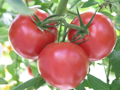 CYBEXIS Hybrid Large Tomato Seeds2000 Seeds Seed(2000 per packet)
