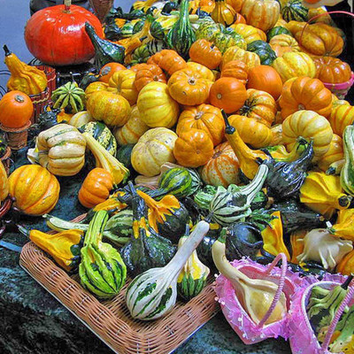 CYBEXIS Toy Pumpkin Seeds400 Seeds Seed(400 per packet)