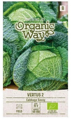 CYBEXIS Savoy Cabbage VERTUS2 Seeds2000 Seeds Seed(2000 per packet)