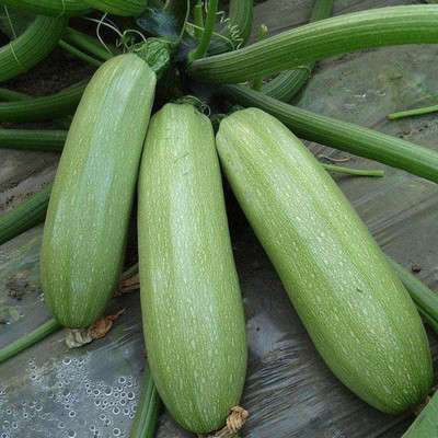 CYBEXIS Hybrid Summer Squash Seeds100 Seeds Seed(100 per packet)