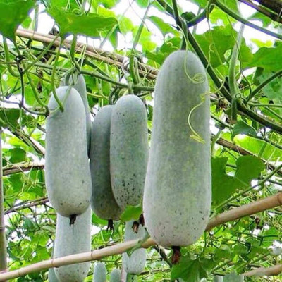 CYBEXIS Wax gourd, also called ash gourd400 Seeds Seed(400 per packet)