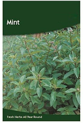 CYBEXIS Mint Seeds1400 Seeds Seed(1400 per packet)