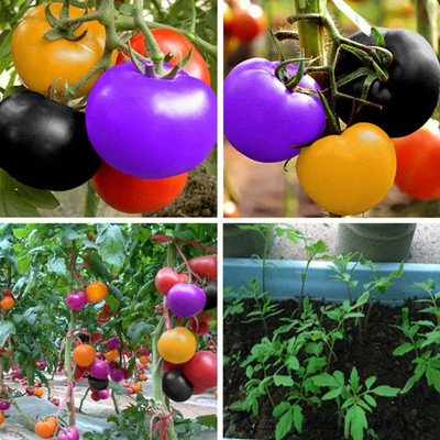 CYBEXIS Rainbow Tomato Seeds Garden Delicious 2000 Seeds Seed(2000 per packet)