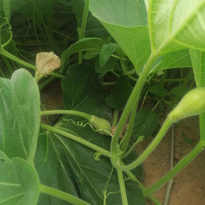 CYBEXIS Bottle Melon Apple Gourd Seeds 400 Seeds Seed(400 per packet)