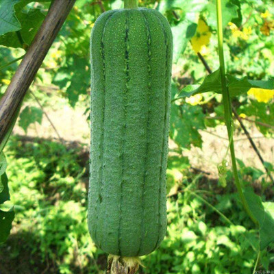 CYBEXIS Green Loofash Gourd Seeds Luffa Melon Fresh Vines Vegetables200 Seeds Seed(200 per packet)