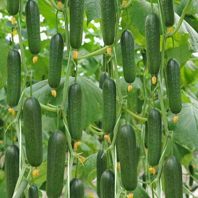 Qualtivate ™ Hybrid Cucumber Seeds Seed(1000 per packet)