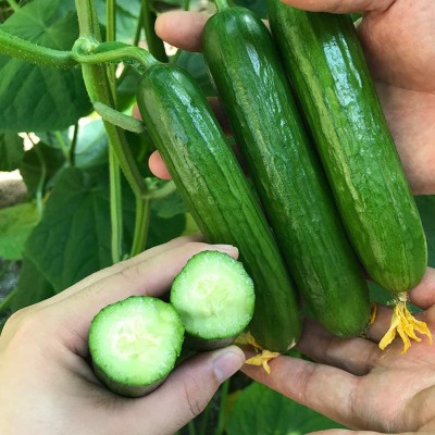 CYBEXIS Fruit Cucumber Seeds Cucumis sativus500 Seeds Seed(500 per packet)