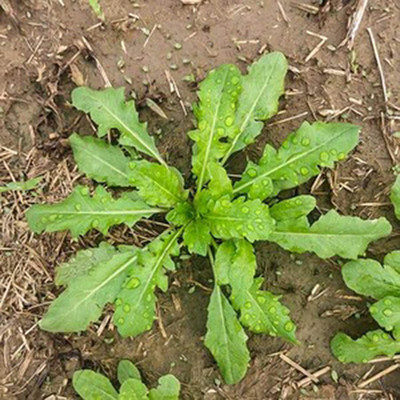 CYBEXIS Organic Rocket Herb Seeds700 Seeds Seed(700 per packet)