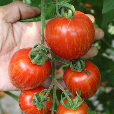 CYBEXIS F1 Tomato Cherry Stripe Seeds2000 Seeds Seed(2000 per packet)