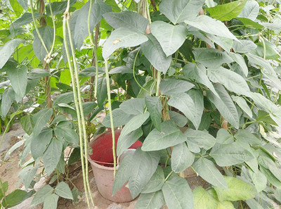 CYBEXIS White Yard Long Bean Seeds 800 Seeds Seed(800 per packet)