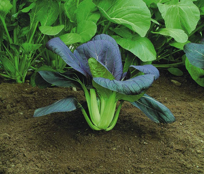 CYBEXIS Cabbage - PAK Choi RED - Choi Seeds-100 Seeds Seed(100 per packet)