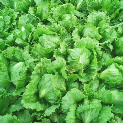 CYBEXIS Hybrid Iceberg Lettuce Seeds2000 Seeds Seed(2000 per packet)