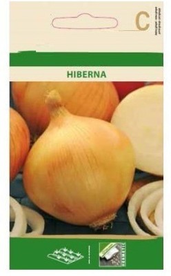 CYBEXIS Onion HIBERNA Seeds-500 Seeds Seed(500 per packet)