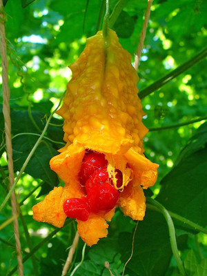 CYBEXIS Hybrid Bitter Gourd Seeds200 Seeds Seed(200 per packet)