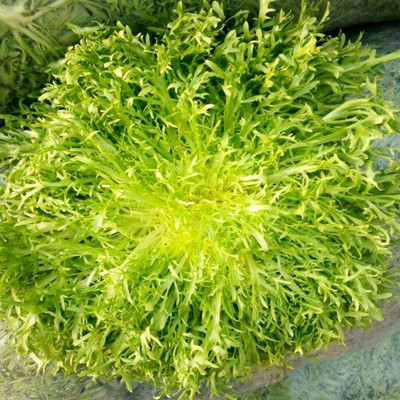 CYBEXIS Heirloom Endive Seeds2000 Seeds Seed(2000 per packet)