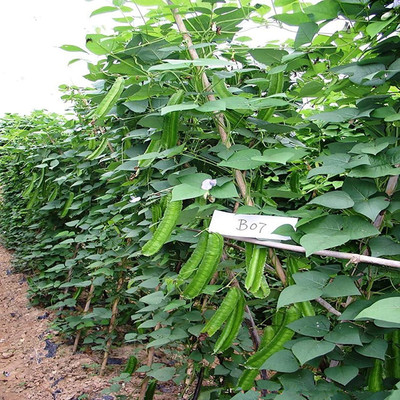 CYBEXIS Hybrid Winged Bean Seeds400 Seeds Seed(400 per packet)