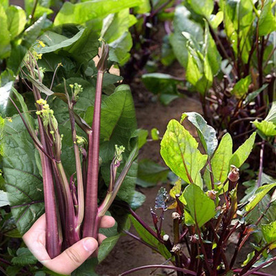 CYBEXIS Cabbage Broccoli Raab Yellow Seeds2000 Seeds Seed(2000 per packet)