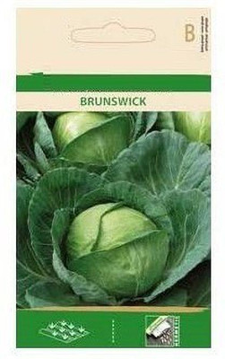 CYBEXIS White Cabbage Brunswick Seeds500 Seeds Seed(500 per packet)