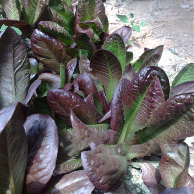 CYBEXIS Organic Lettuce Sweet Seeds2000 Seeds Seed(2000 per packet)