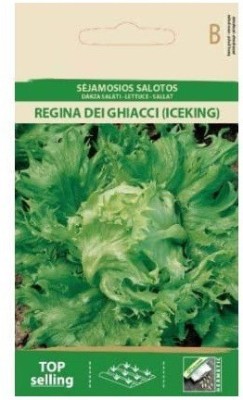 CYBEXIS Lettuce Regina DEI GHIACCI (ICEKING) Seeds4000 Seeds Seed(4000 per packet)