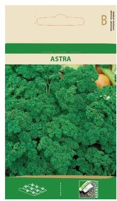 CYBEXIS Parsley ASTRA Seeds2800 Seeds Seed(2800 per packet)