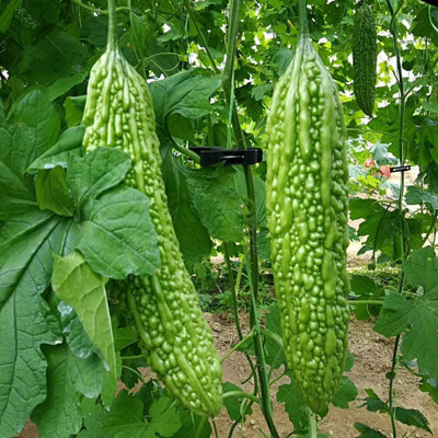 CYBEXIS Bitter Gourd Vegetable Seeds800 Seeds Seed(800 per packet)