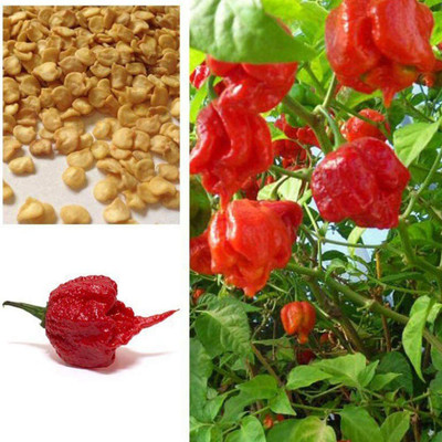 CYBEXIS F1 Hybrid Carolina Reaper Pepper Chilli-250 Seeds Seed(250 per packet)