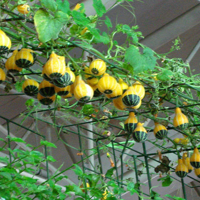 CYBEXIS Organic Pumpkin Squash Vegetables100 Seeds Seed(100 per packet)