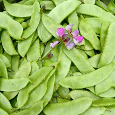 CYBEXIS Dolichos Lablab Organic Fresh Vine Sweet Seeds800 Seeds Seed(800 per packet)
