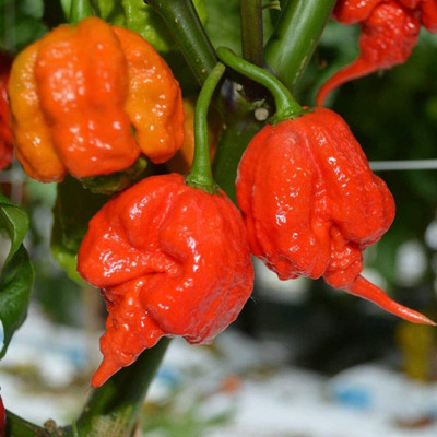 CYBEXIS F1 Hybrid Carolina Reaper Pepper Chilli Seeds2400 Seeds Seed(2400 per packet)