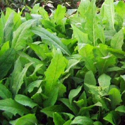 CYBEXIS Hybrid Rocket Herb Seeds700 Seeds Seed(700 per packet)