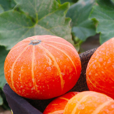 CYBEXIS Gold Pumpkin Seeds400 Seeds Seed(400 per packet)