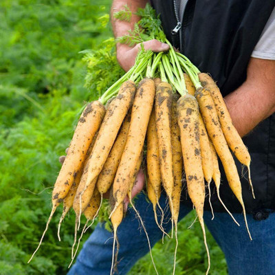 CYBEXIS Hybrid Yellow Carrot Seeds2000 Seeds Seed(2000 per packet)