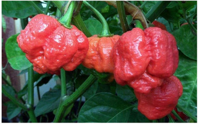 Qualtivate ™ HOT Chilli Pepper - Trinidad MORUGA Scorpion Seeds - Extremely HOT Seed(1000 per packet)