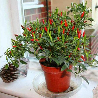 CYBEXIS Hot Pepper Red Chilli Seeds600 Seeds Seed(600 per packet)