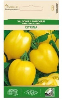 CYBEXIS Tomato CITRINA Seeds2000 Seeds Seed(2000 per packet)