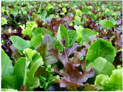 CYBEXIS Lettuce - Mixed Leaf - MESCLUN Mix Seeds4000 Seeds Seed(4000 per packet)