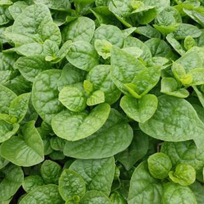 CYBEXIS Basella Rubra Seeds for Planting2000 Seeds Seed(2000 per packet)