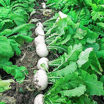 CYBEXIS Organic White Cherry Radish Seeds1200 Seeds Seed(1200 per packet)